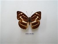 藏品(瑙蛺蝶)的圖片